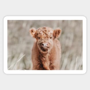 Scottish Highland Cow Baby Calf Sticker